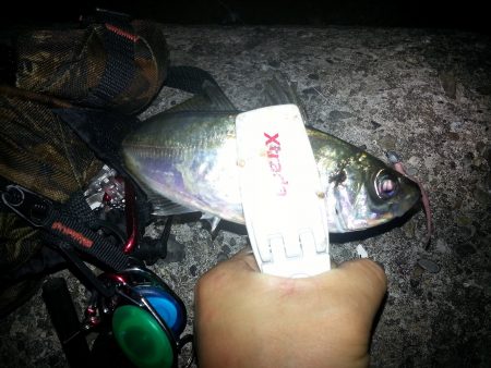 奥湾アジング アジ祭り