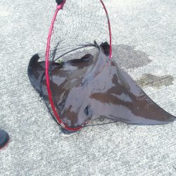 モンスターからの！！