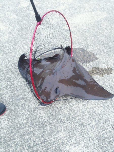 モンスターからの！！