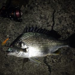 チニング〜*\\(^o^)/*