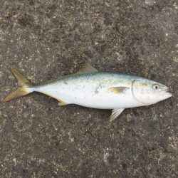 青物狙いの和歌山遠征②