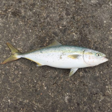 青物狙いの和歌山遠征②