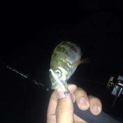 メバルとガシラ