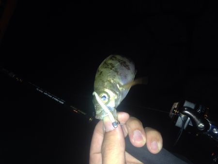 メバルとガシラ