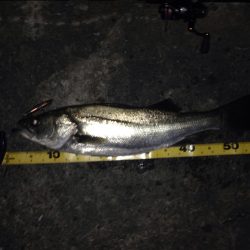 バチ抜け開幕？