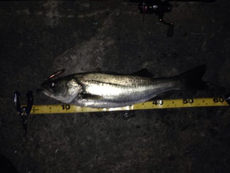 バチ抜け開幕？