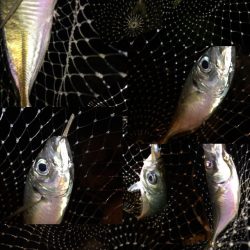 爆釣湾奥アジング♪