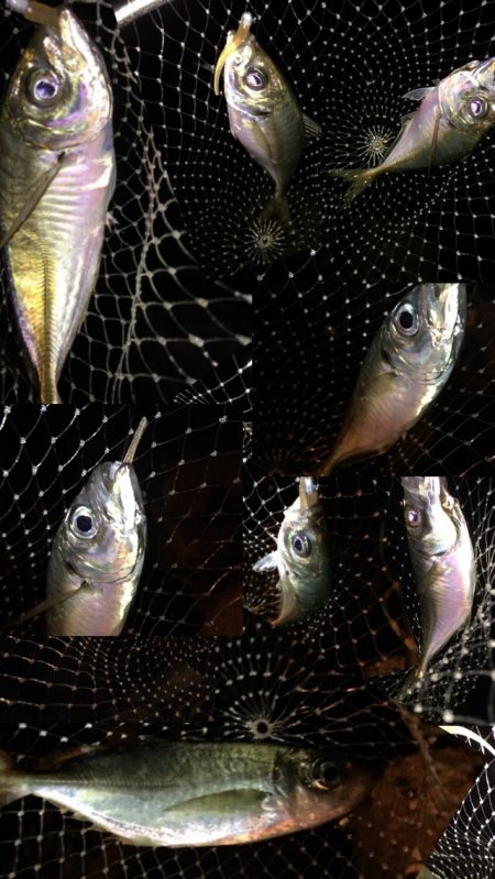 爆釣湾奥アジング♪