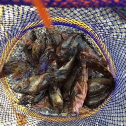 佐野川尻キジハタ⁈