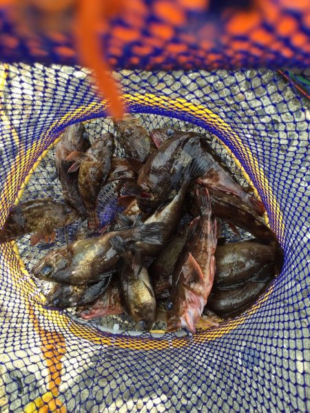 佐野川尻キジハタ⁈