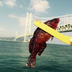 アイナメ ヒット!