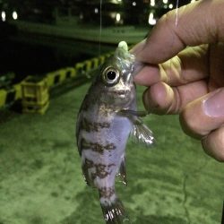 加太でメバリング