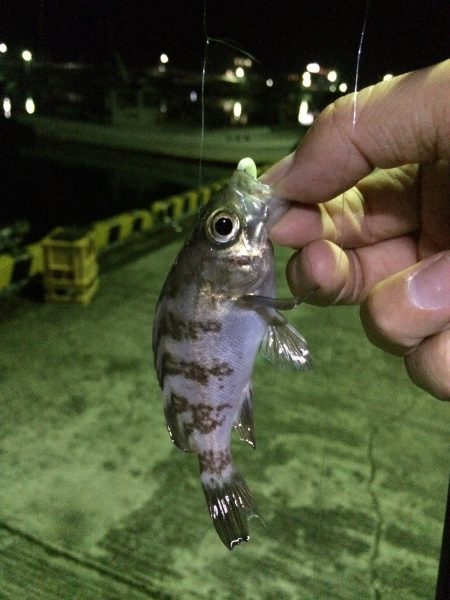 加太でメバリング