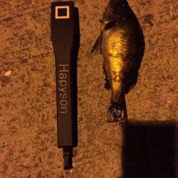 久々に手ごたえを感じたメバリング