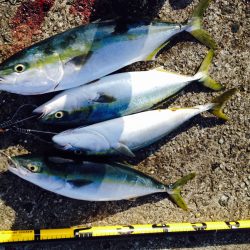 青物釣り