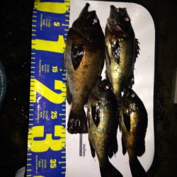 尺まであと一歩！京丹後メバル。