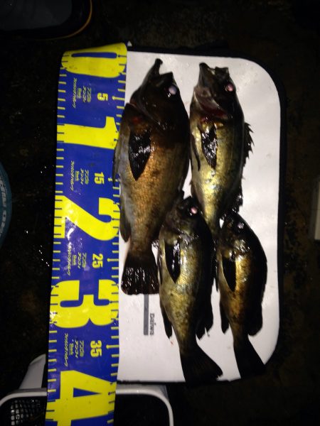 尺まであと一歩！京丹後メバル。