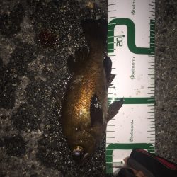 大量！！ 根魚祭り！！