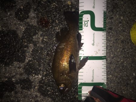 大量！！ 根魚祭り！！