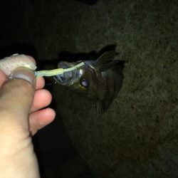 泉南サーフで小メバルが湧いてぃる‼️