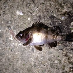 林崎漁港→大蔵海岸