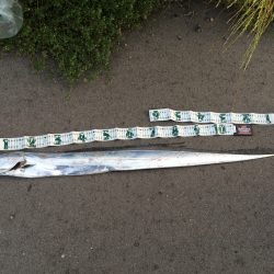 まさかの太刀魚