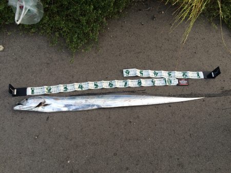 まさかの太刀魚