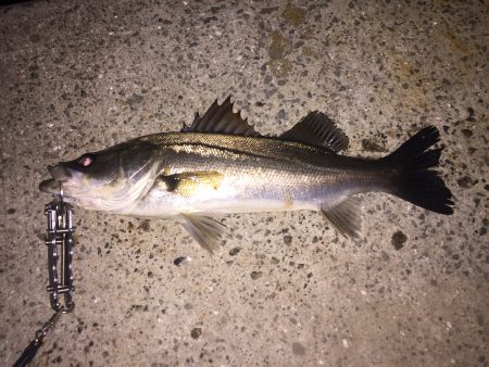 久々のシーバス出陣