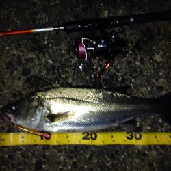 短時間でのシーバス狙い