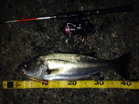 短時間でのシーバス狙い