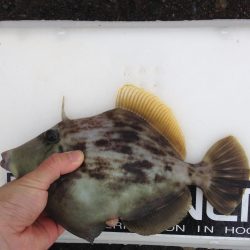 串本釣行二日目