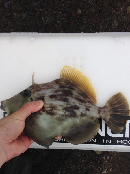 串本釣行二日目