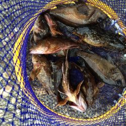 佐野川尻でデイメバリング(~_~;)