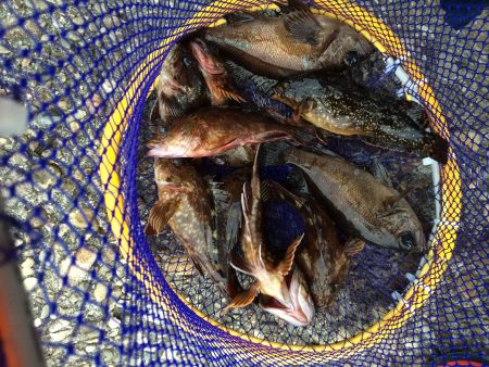 佐野川尻でデイメバリング(~_~;)