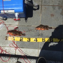 あまり嬉しくないさかな