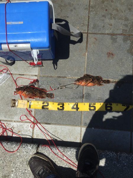 あまり嬉しくないさかな