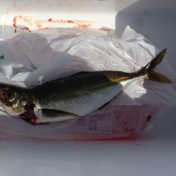 今年初ショアジギング！