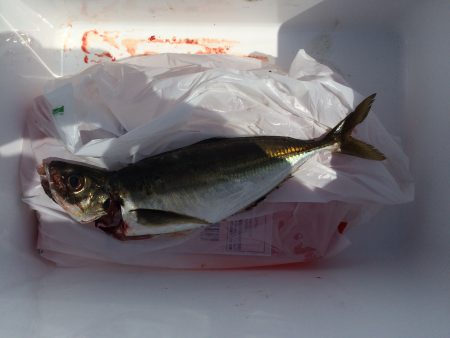 今年初ショアジギング！