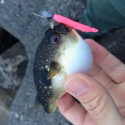 メバル調査Vol.3