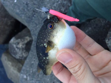 メバル調査Vol.3