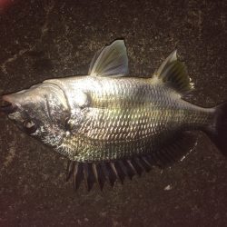 マイポイントでチニング練習3バラシ2キャッチ