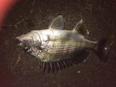 マイポイントでチニング練習3バラシ2キャッ…