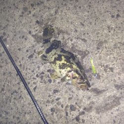 なかなか渋い状況でした。