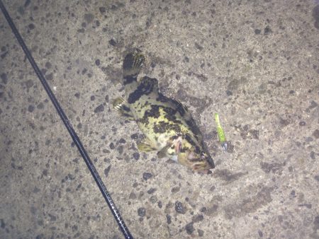 なかなか渋い状況でした。