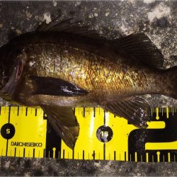 フロートメバリング