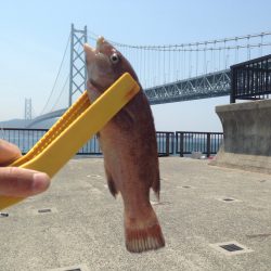 サビキは手応えなし