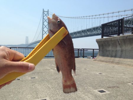 サビキは手応えなし