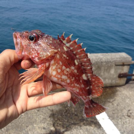 粘って、ハマチGET