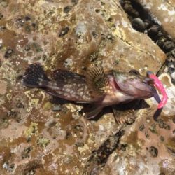 マイクロワインドでガシラ