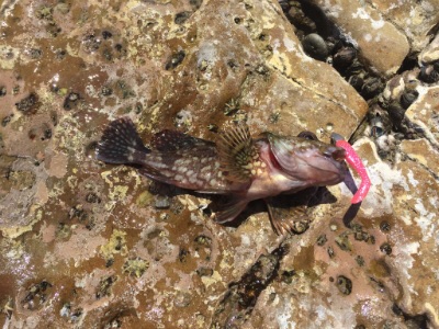 マイクロワインドでガシラ